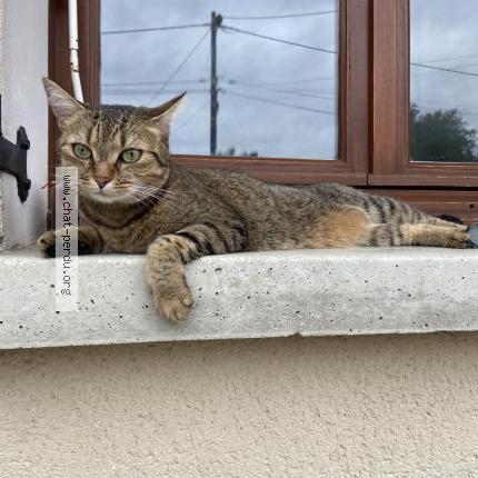 Photo 1/2 Rio Chat lost in Saint agnant de versillat