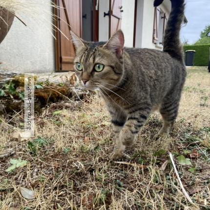 Photo 2/2 Rio Chat lost in Saint agnant de versillat