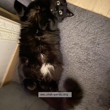 Photo 1/1 Mokate Chat lost in Strasbourg