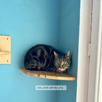 Photo 1/1 Gaïa Chat lost in Nampont saint martin