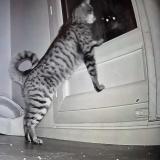 Picture of cat found at Montigny Le Bretonneux