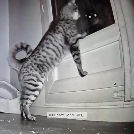 Photo 1/2 Cat reunited Found in Montigny le bretonneux