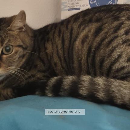 Photo 2/2 Cat reunited Found in Montigny le bretonneux