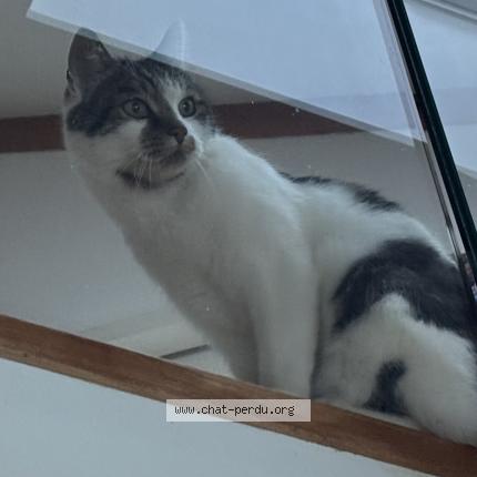 Photo 1/1 lenny Chat lost in Gap