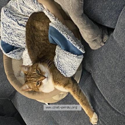 Photo 1/1 Canelle Chat lost in Sene