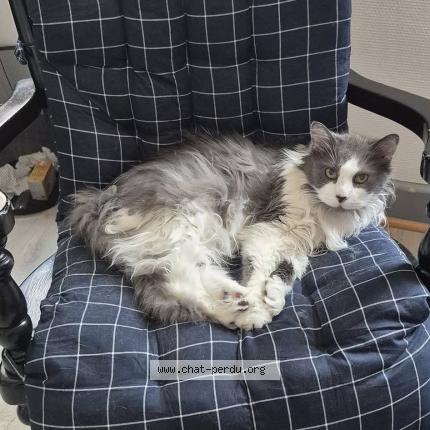 Photo 1/1 fripouille Chat lost in Wasselonne