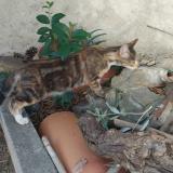 Picture of cat found at Carcassonne