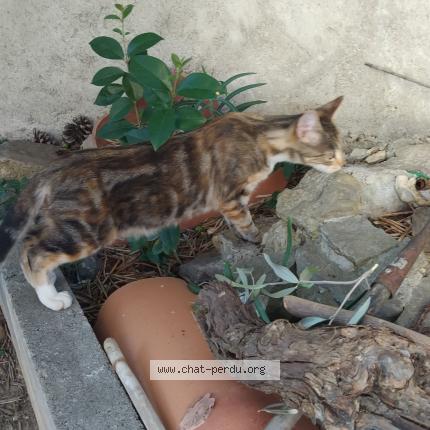 Photo 1/1 Found cat Found in Carcassonne