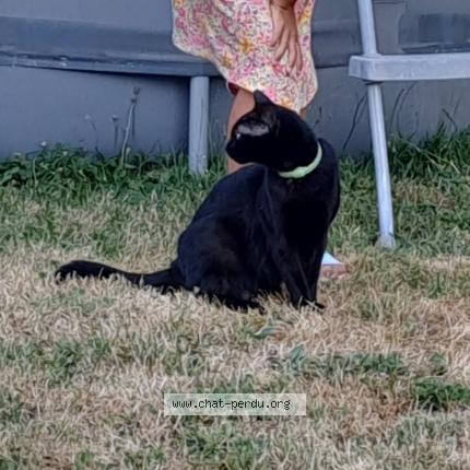 Photo 1/1 Corail Chat lost in Montagnieu