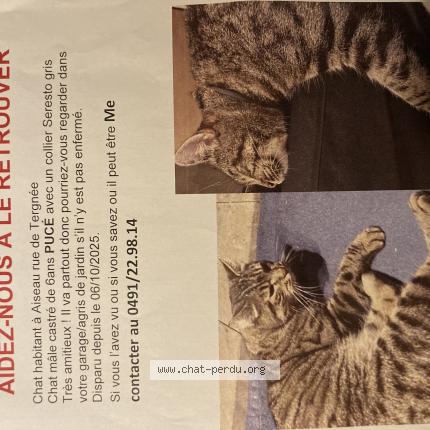 Foto 1/1 Kat teruggevonden Vermist in Aiseau