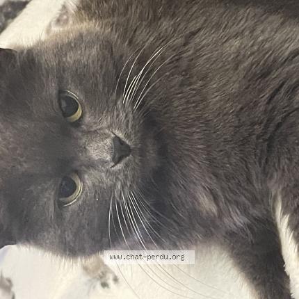 Photo 1/1 Pebbles Chat lost in Ollignies