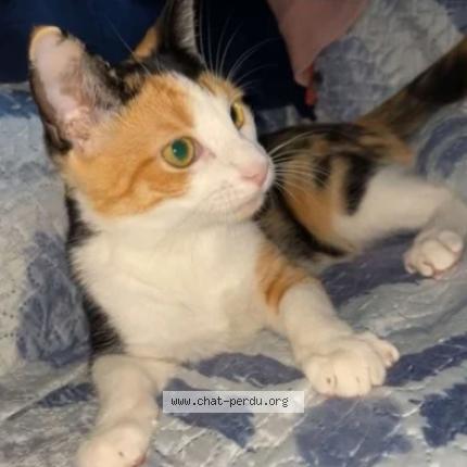 Photo 1/1 Sierrah Chat lost in Nice