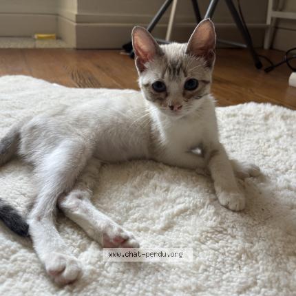 Photo 1/1 Milo Chat lost in Alaigne