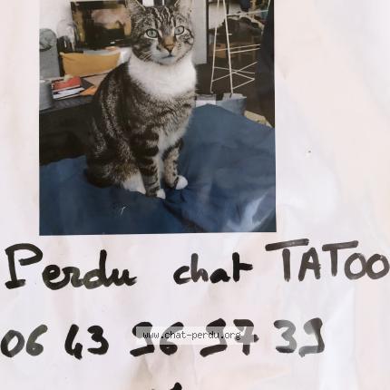 Photo 1/1 Tatoo Chat lost in Terrasson lavilledieu