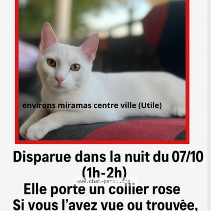 Photo 1/1 ainaa Chat lost in Miramas