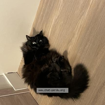 Photo 1/1 Mia Chat lost in Isneauville