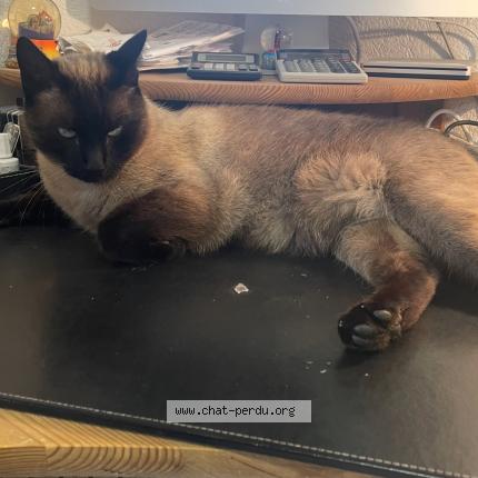 Photo 1/1 Cryo Chat lost in Chatonnaye