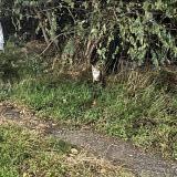 Picture of cat found at Lille