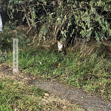 Photo 1/2 Found cat Found in Lille