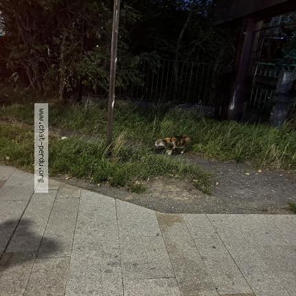 Photo 2/2 Found cat Found in Lille