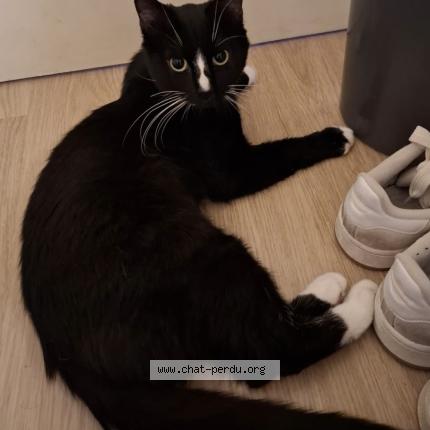 Photo 1/1 Tsuqui prada Chat lost in Bruxelles