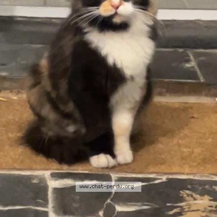 Photo 1/1 sans nom Chat lost in Tourcoing