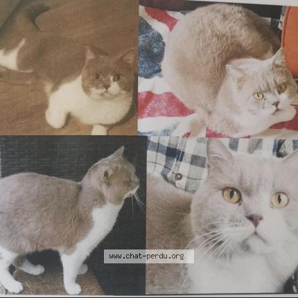 Photo 1/1 Tutsi Chat lost in Pau