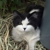 Picture of cat lost at Epinay Sur Orge