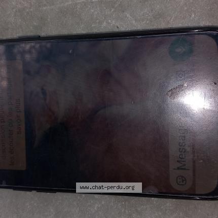 Photo 1/1 Tigrou Chat lost in Montauban