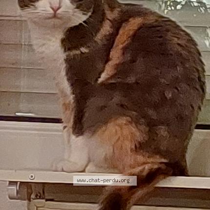 Photo 1/1 Osiris Chat lost in Grandfontaine