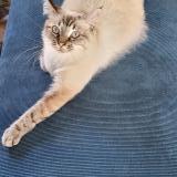 Picture of cat found at Folembray