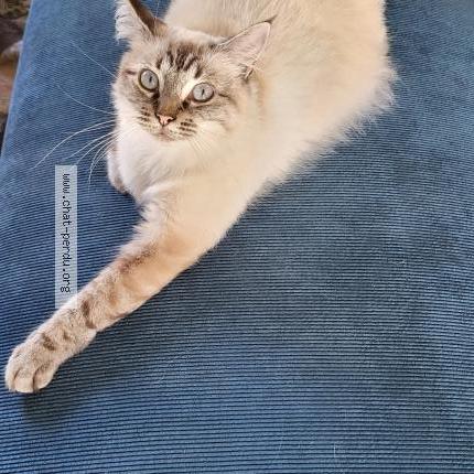 Photo 1/1 Found cat Found in Folembray