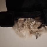 Picture of cat lost at Pineuilh