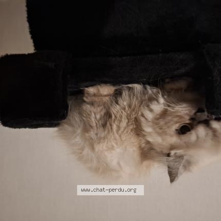 Photo 1/1 Ben Chat lost in Pineuilh