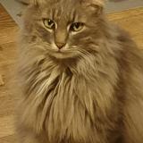 Picture of cat lost at Figeac