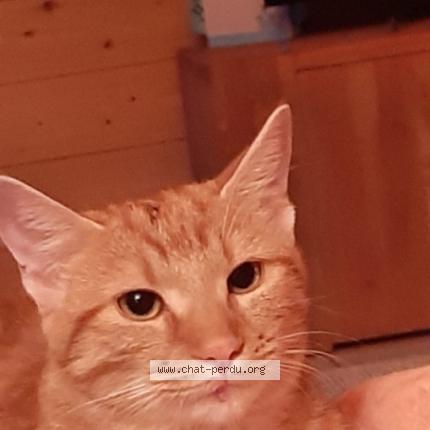 Foto 1/1 Wiedergefundene Katze Verloren in Les Paccots