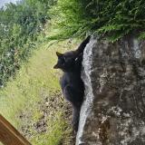 Picture of cat lost at Cartigny