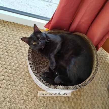 Photo 1/1 Samba Chat lost in Molleges