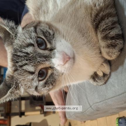 Photo 1/1 UNO Chat lost in Villechauve