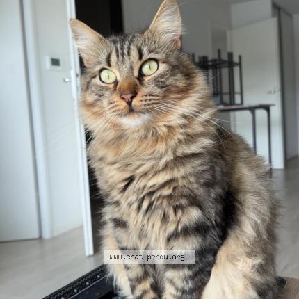 Photo 1/1 Casper Chat lost in Magescq