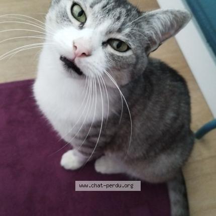 Foto van vermiste kat in Bruxelles