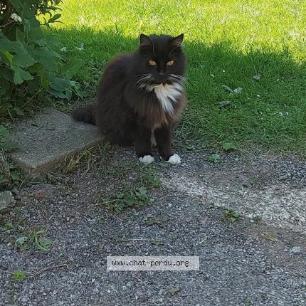 Foto van vermiste kat in Olne