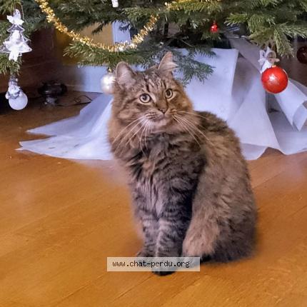 Photo 1/1 Cat reunited Lost in Bruxelles