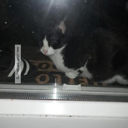 Photo 1/1 Found cat Found in Evreux