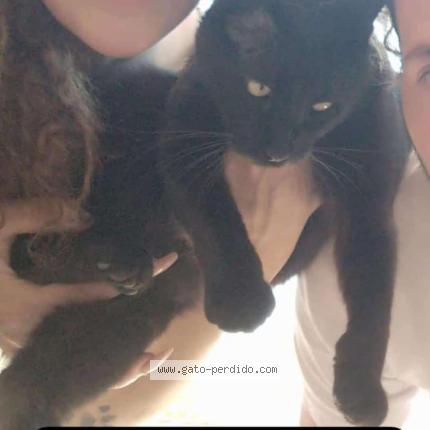 Photo 1/1 Bagheera Chat lost in Jerez