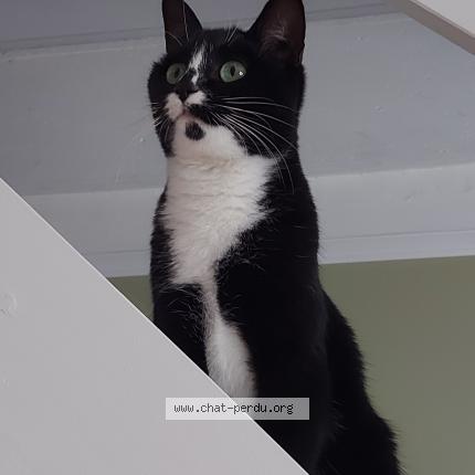 Photo 1/1 Molly Chat lost in Nantes