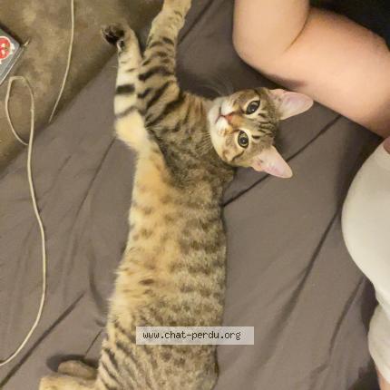 Photo 1/1 Mala Chat lost in Clermont l herault