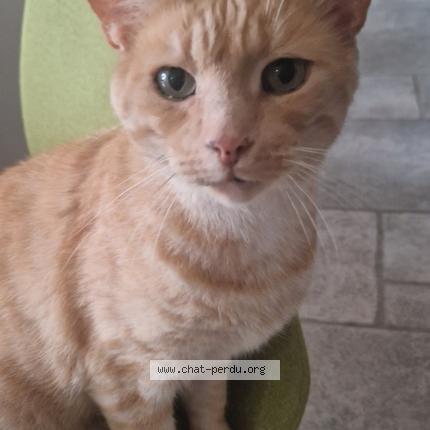 Photo 1/1 Pookie Chat lost in Thuillies