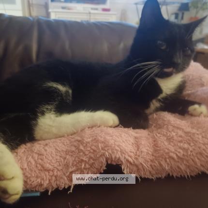 Photo 1/1 merlin Chat lost in La ferte gaucher