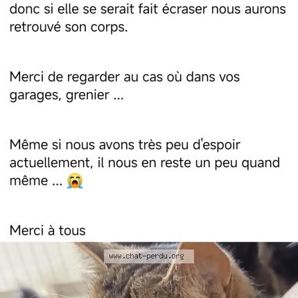 Photo 1/1 Tara Chat lost in Jonquery